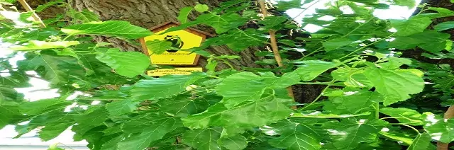 Liste der Naturdenkmale